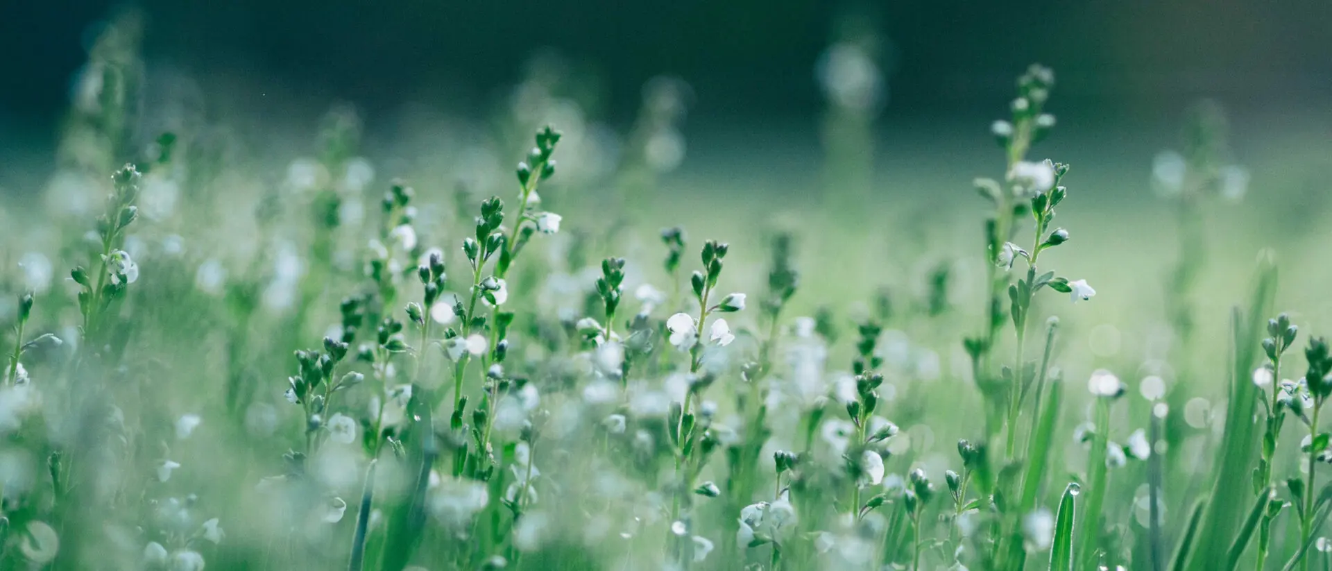 EBA publishes draft amendment to ESG disclosure requirements - the principle of proportionality takes hold