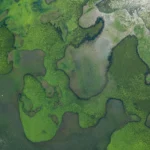 Biodiversität_Blogartikel_Header_msgforbanking